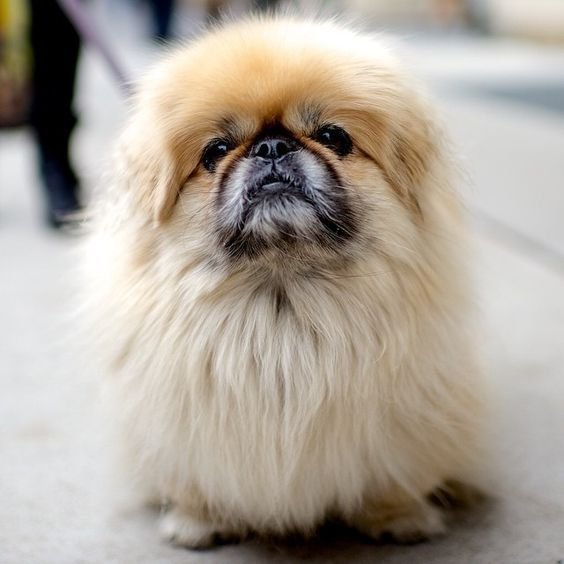 A Pekingese sitting on the pavement