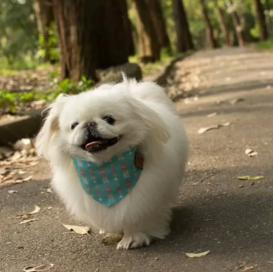 A Pekingese running on the road while wearing a blue green scarf