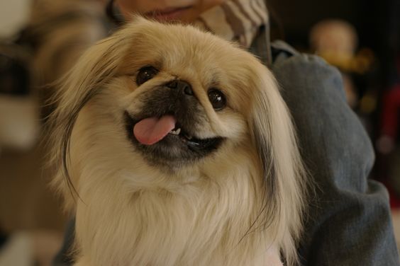 A happy Pekingese while being held by a person with its tongue on the side of its mouth