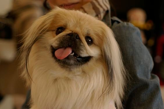 A happy Pekingese while being held by a person with its tongue on the side of its mouth