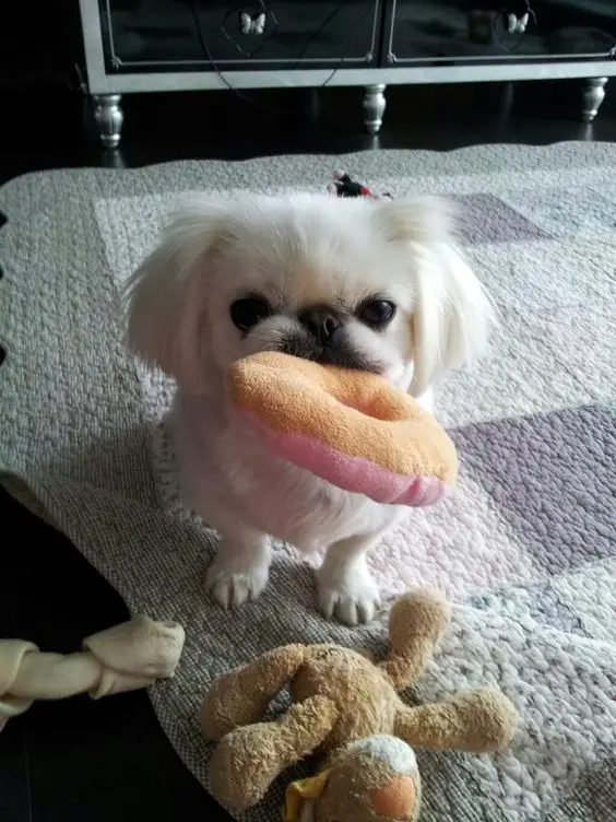 A Pekingese sitting on the carpet with its donut stuffed toy in its mouth