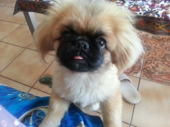 A Pekingese leaning towards the couch with its begging face
