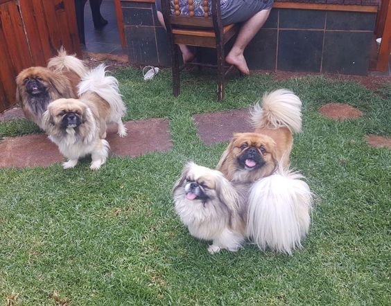 four Pekingeses walking in the backyard