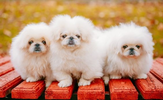 three Pekingese puppies sitting on top of the bench