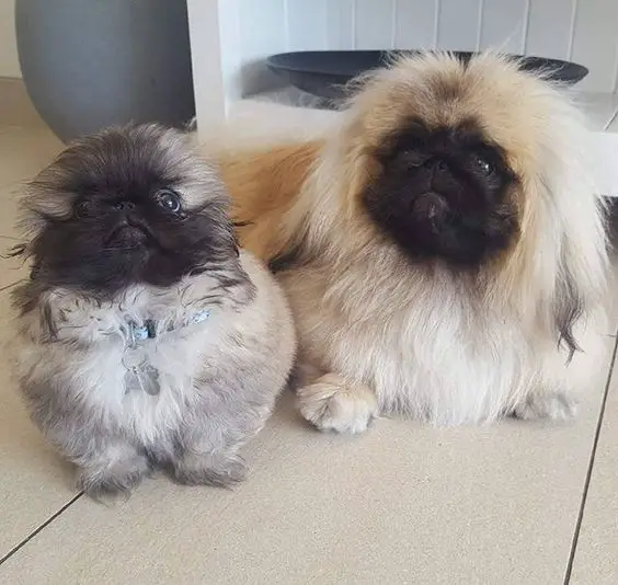 two Pekingese sitting on the floor with their begging faces