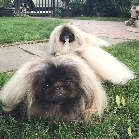 two Pekingeses running in the front yard