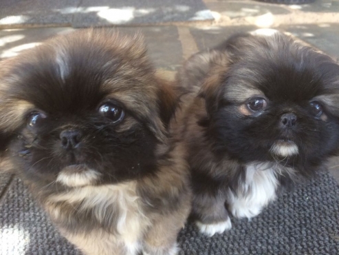 two Pekingese puppy sitting on the carpet with their adorable faces