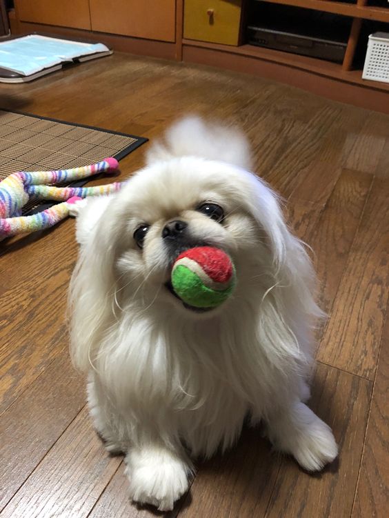 A Pekingese sitting on the floor with a ball in its mouth