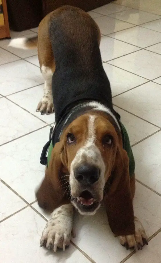 Basset Hounds waiting for food to fall on the floor