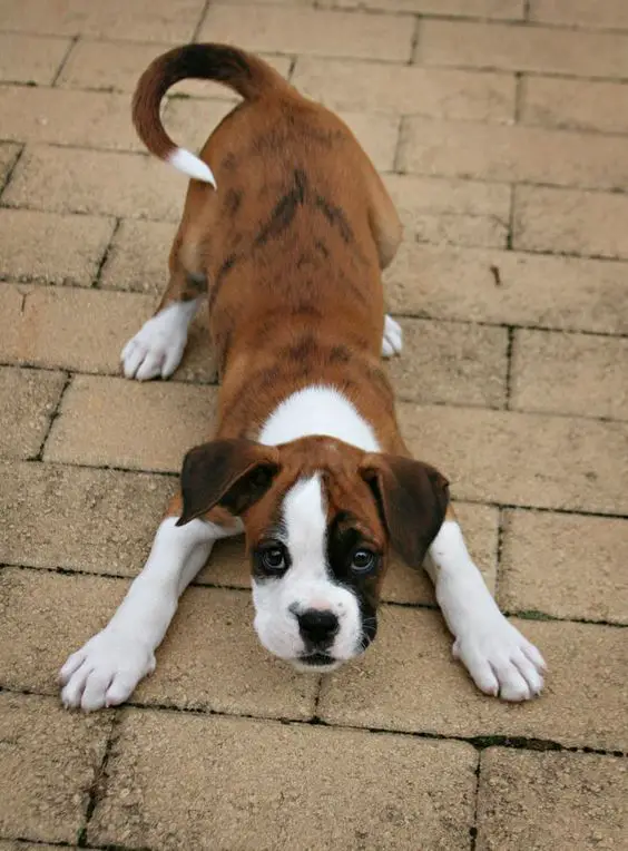 Boxer puppy bow playing