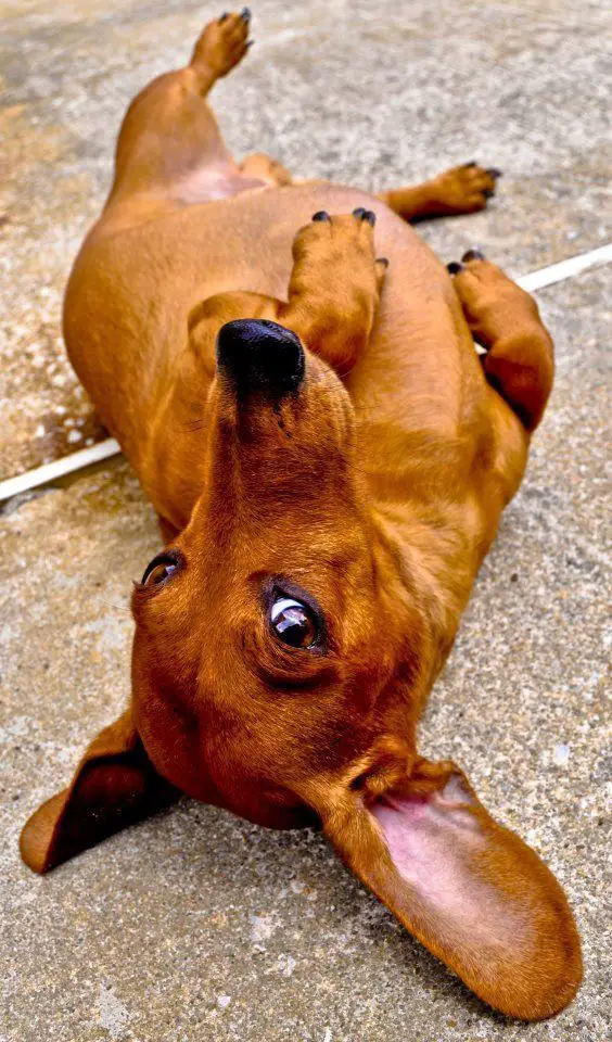 Dachshunds lying on its back for belly rub