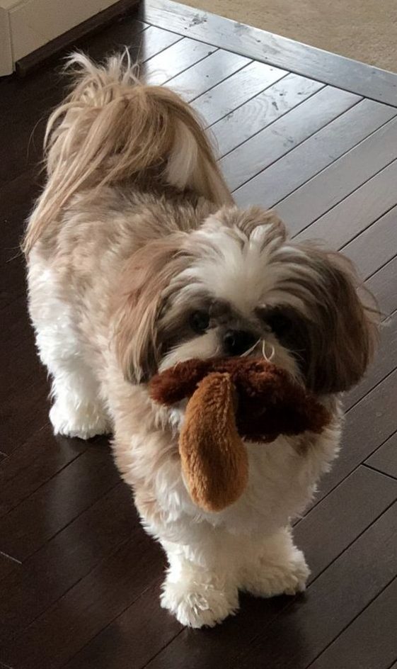 Shih tzu asking to play