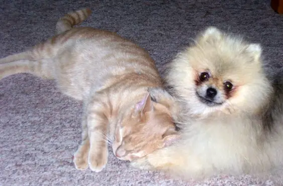 Pomeranian lying on the floor with a sleeping cat