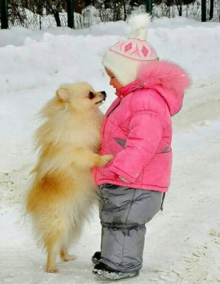 A Pomeranian standing up leaning towards the kid in front of him