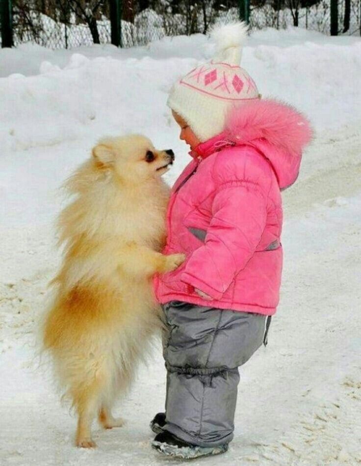 A Pomeranian standing up leaning towards the kid in front of him