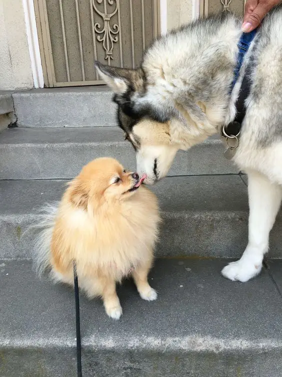 Pomeranian licking the nose of a Husky