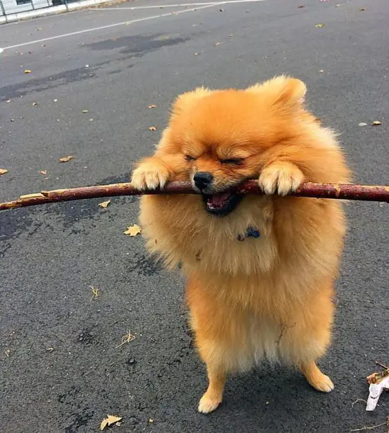 Pomeranian with a branch in its mouth
