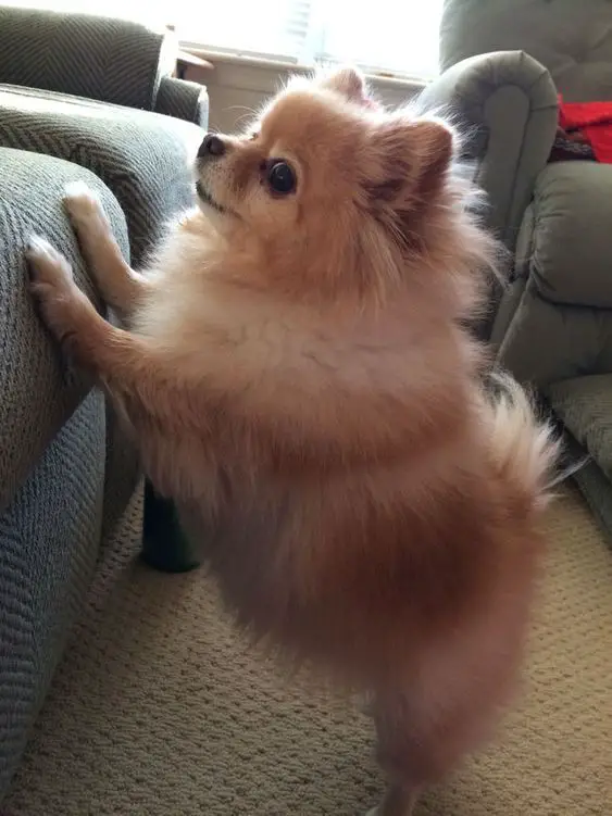 Pomeranian standing up leaning on the couch