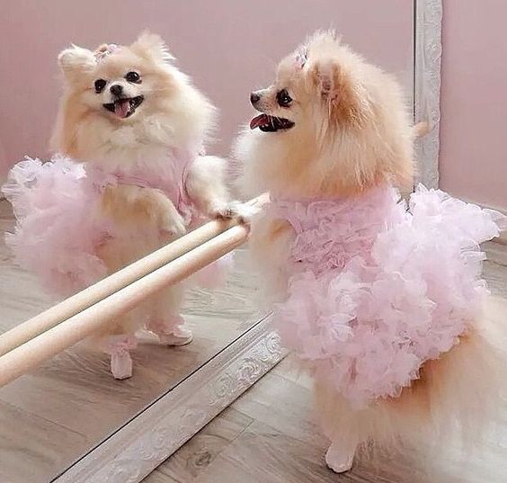 A Pomeranian in pink dress in front of a mirror