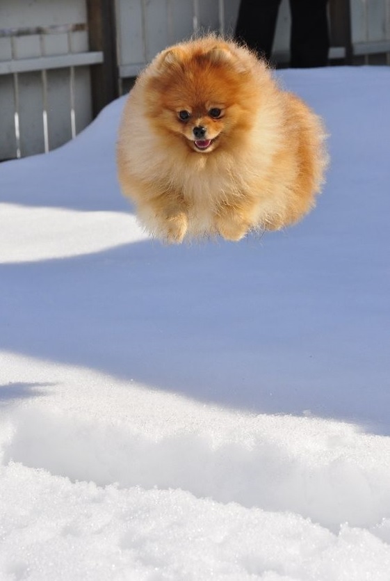 Pomeranian running in snow