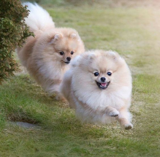 cream Pomeranians running in the garden