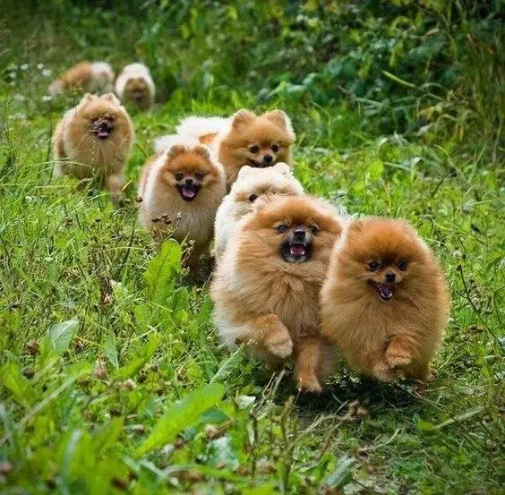 Pomeranians running in the forest