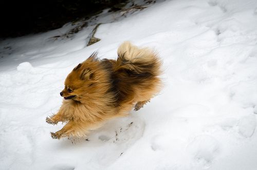 Pomeranian running in snow
