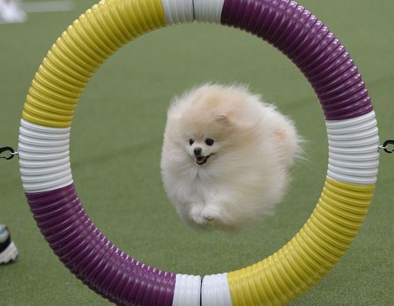 Pomeranian jumping on a ring