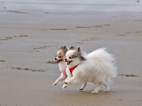 two Pomeranians running at the beach