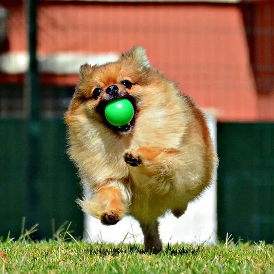 Pomeranian running in the yard with a ball in its mouth