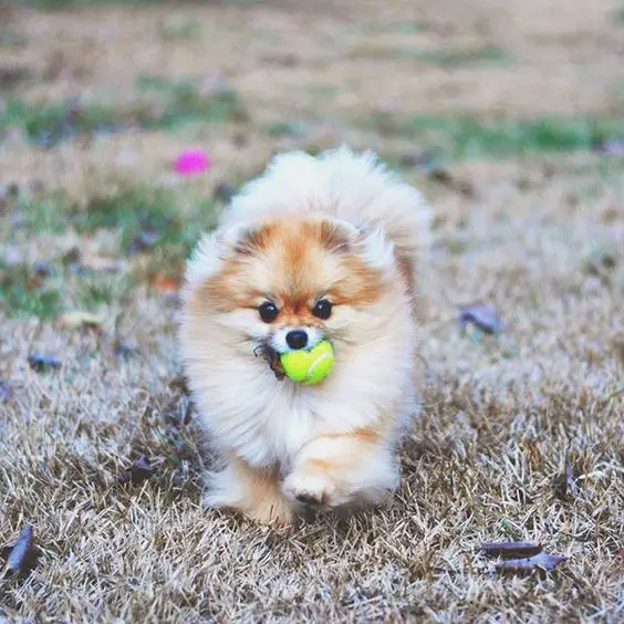 Pomeranian running with a ball in its mouth