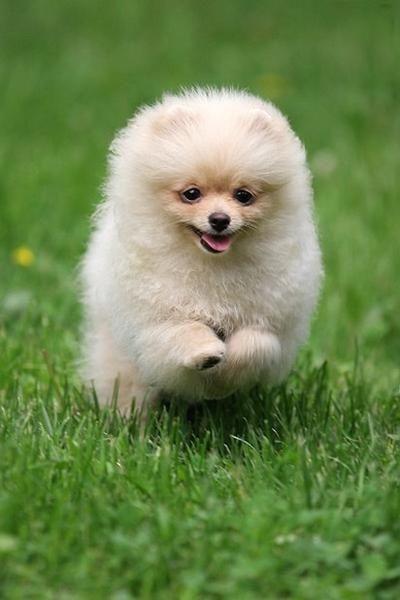 white Pomeranian running in the green grass