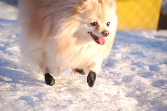 Pomeranian running in snow with its shoe on