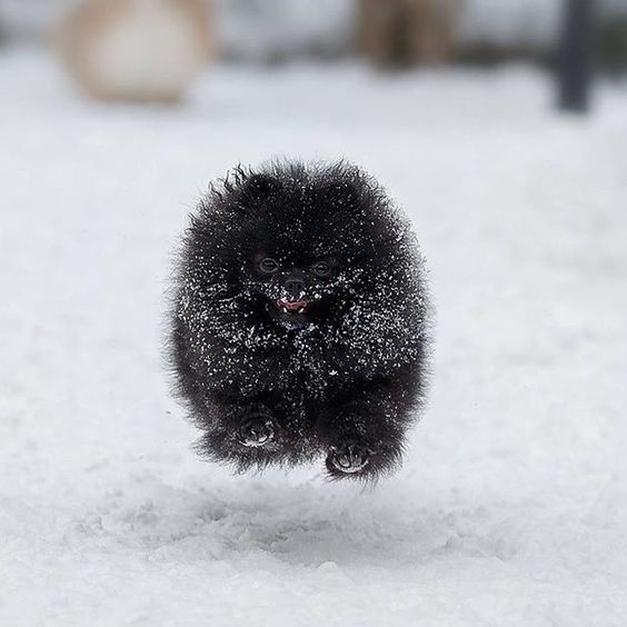 black Pomeranian running in snow