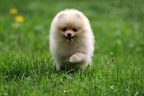 cream colored Pomeranian running in the yard