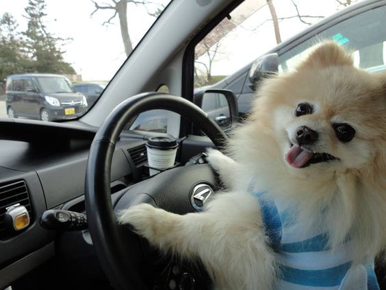 A Pomeranian in the driver's seat while smiling