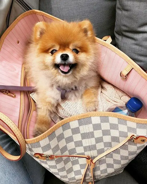 A Pomeranian inside a bag