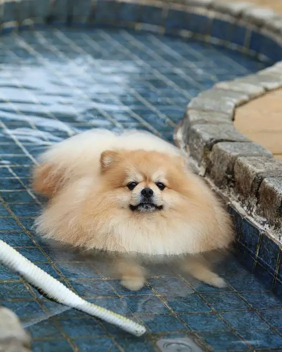 Pomeranian lying down in the pool