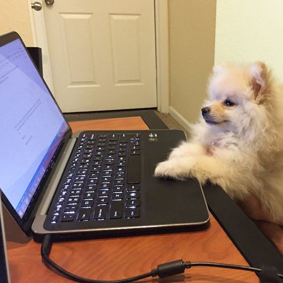 A Pomeranian in front of the laptop on the table