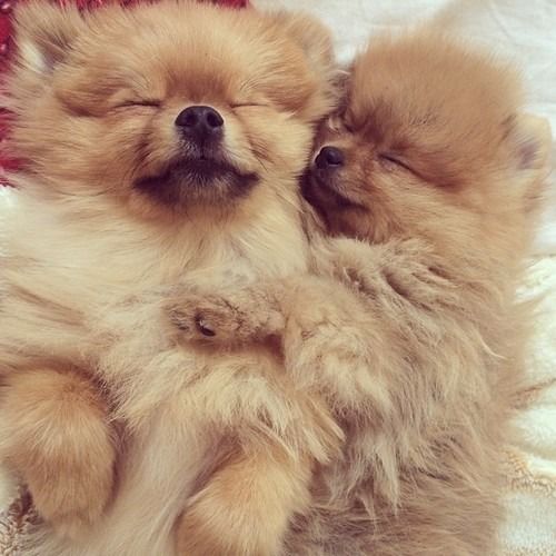 two Pomeranian sleeping on the bed