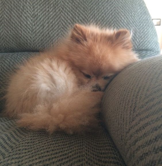 Pomeranian dog curled up sleeping on the couch