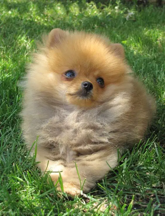 A Pomeranian lying on the grass