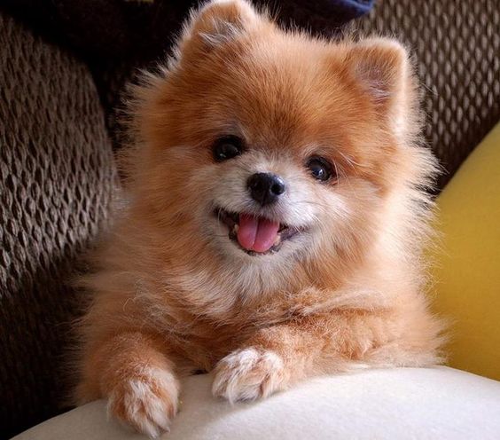 A Pomeranian sitting on the couch while smiling