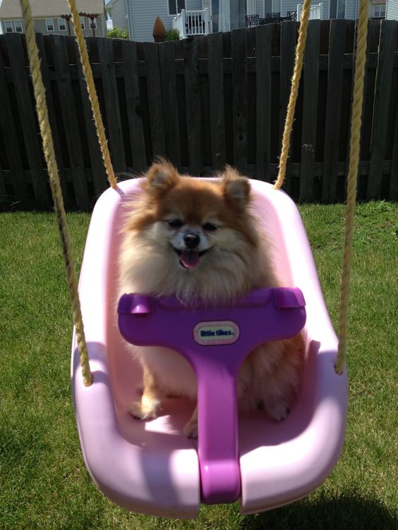 A Pomeranian in the swing in the backyard