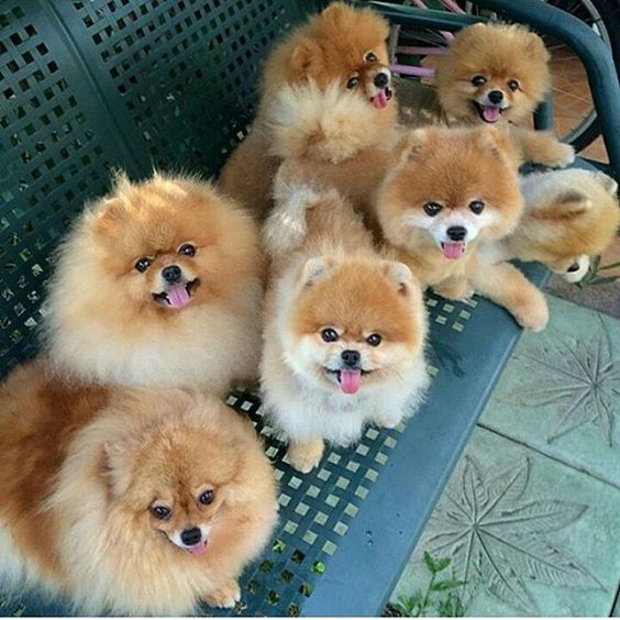 seven Pomeranian sitting on the bench while smiling
