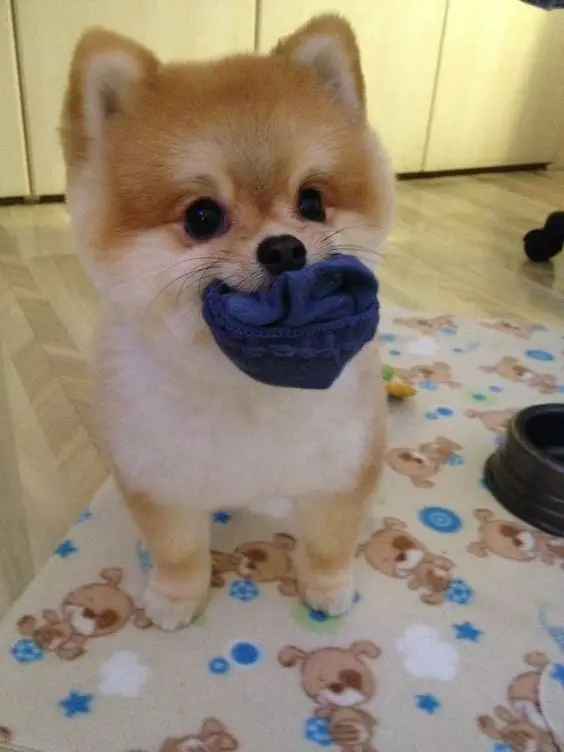 Pomeranian standing on the carpet with sock in its mouth