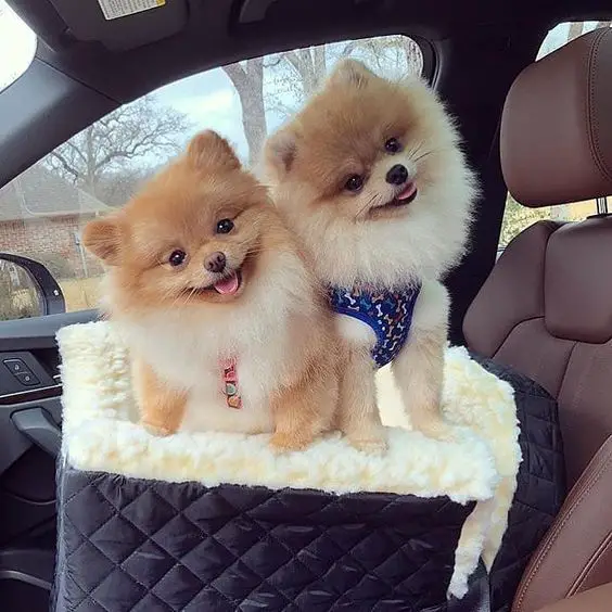Pomeranian standing from its bed inside the car