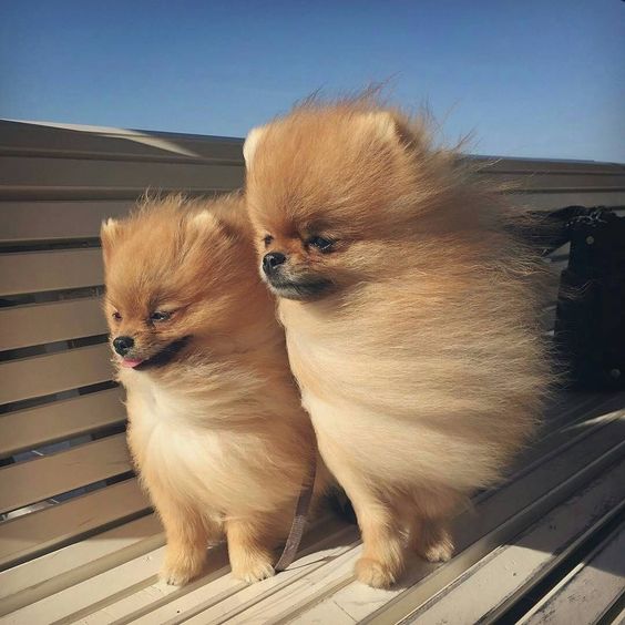 two Pomeranian standing on top of the bench with wind blowing on their face