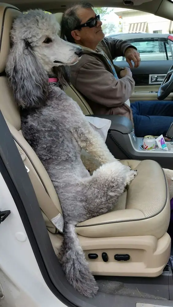 Poodle sitting on the car