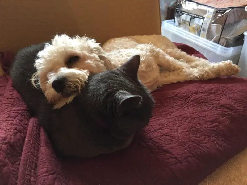 sleeping Poodle puppy with its head on the black cat's body